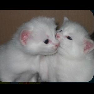 Meet your Posher, Jackie